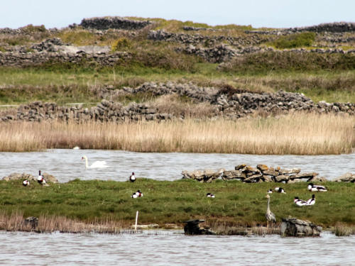 A swan, shelducks and a grey heron on a reedy shore