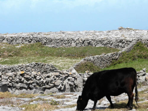 A black cow grazing beside dry-stone walls