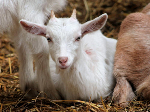 A white kid goat resting in straw